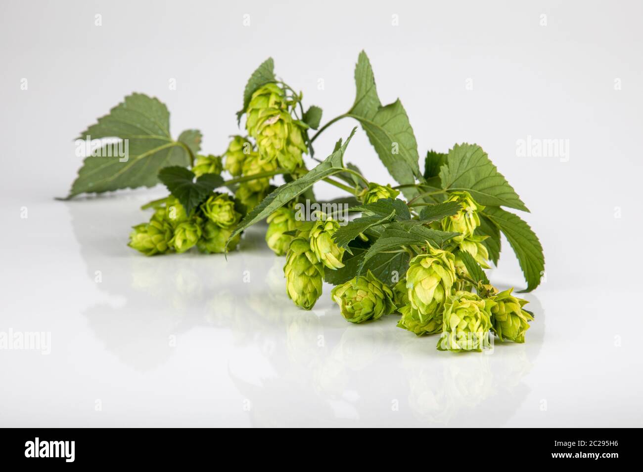 Closeup Zweig von Hopfen mit Blätter und Dolden isoliert auf Hintergrund weiß Stock Photo