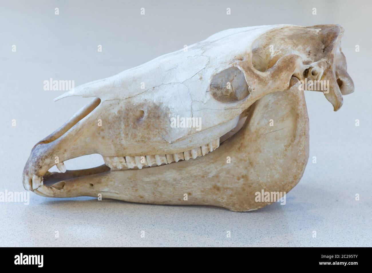 Left side of the skull horse (Equus caballus) with lower and upper jaw Stock Photo