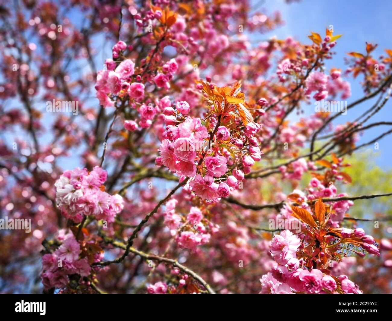 Dense pink cherry blossom on the branches of a tree in spring with a ...