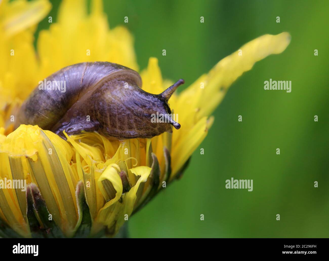 Common Amber snail Succinea putris Stock Photo
