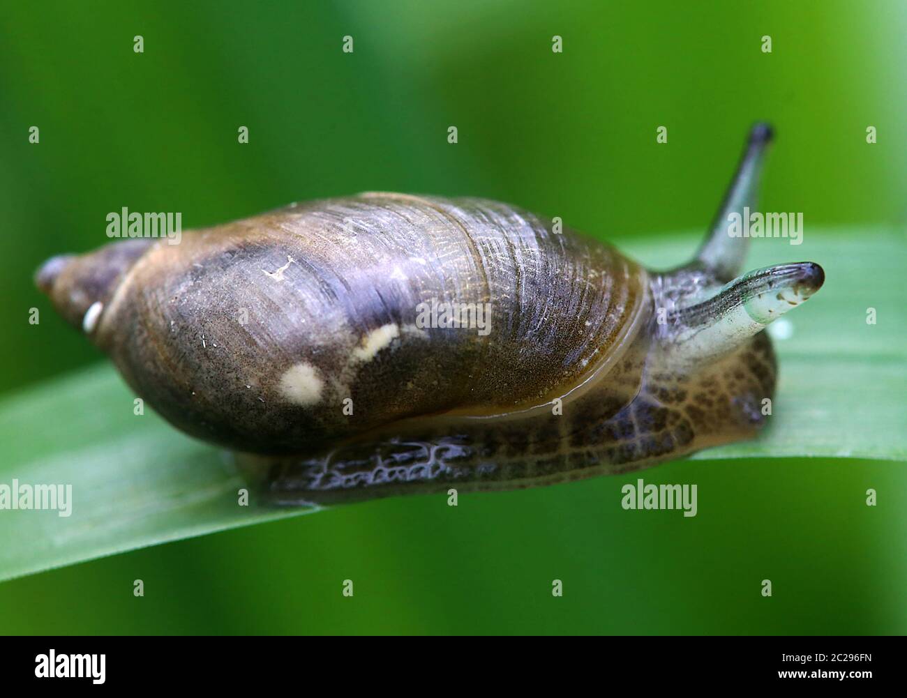 Parasitic suction worm Leucochloridium paradoxum in Amber snail Succinea putris Stock Photo