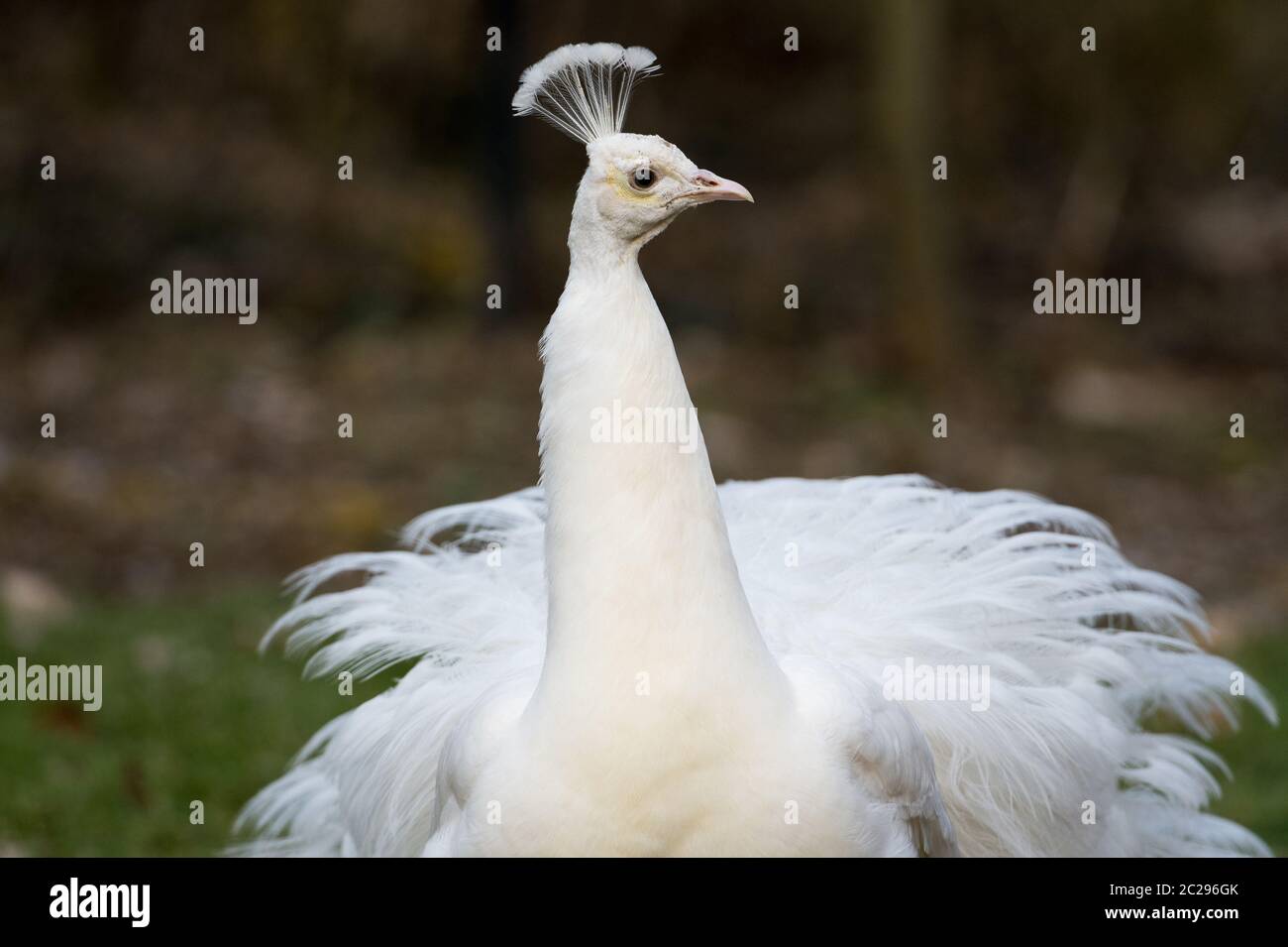 white peafowl on a meadow Stock Photo