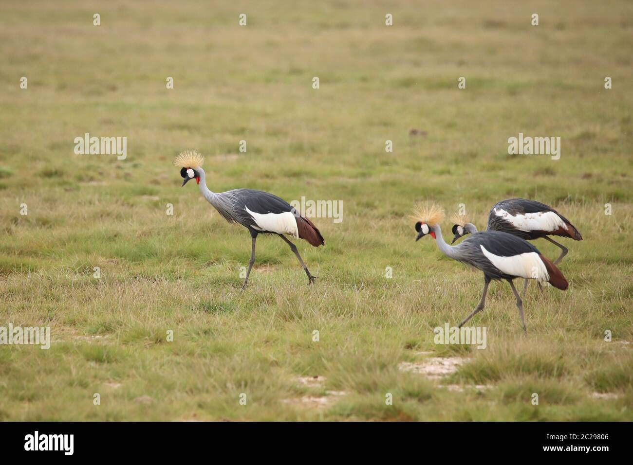 Grey crowned cranes in Amboseli National Park Stock Photo