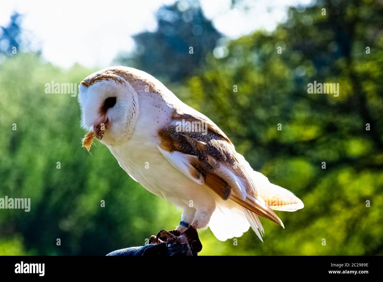 Common barn owl (Tyto alba Stock Photo Alamy