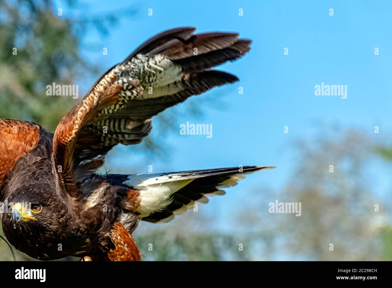 Harris's hawk (Parabuteo unicinctus) formerly known as the bay-winged or dusky hawk Stock Photo