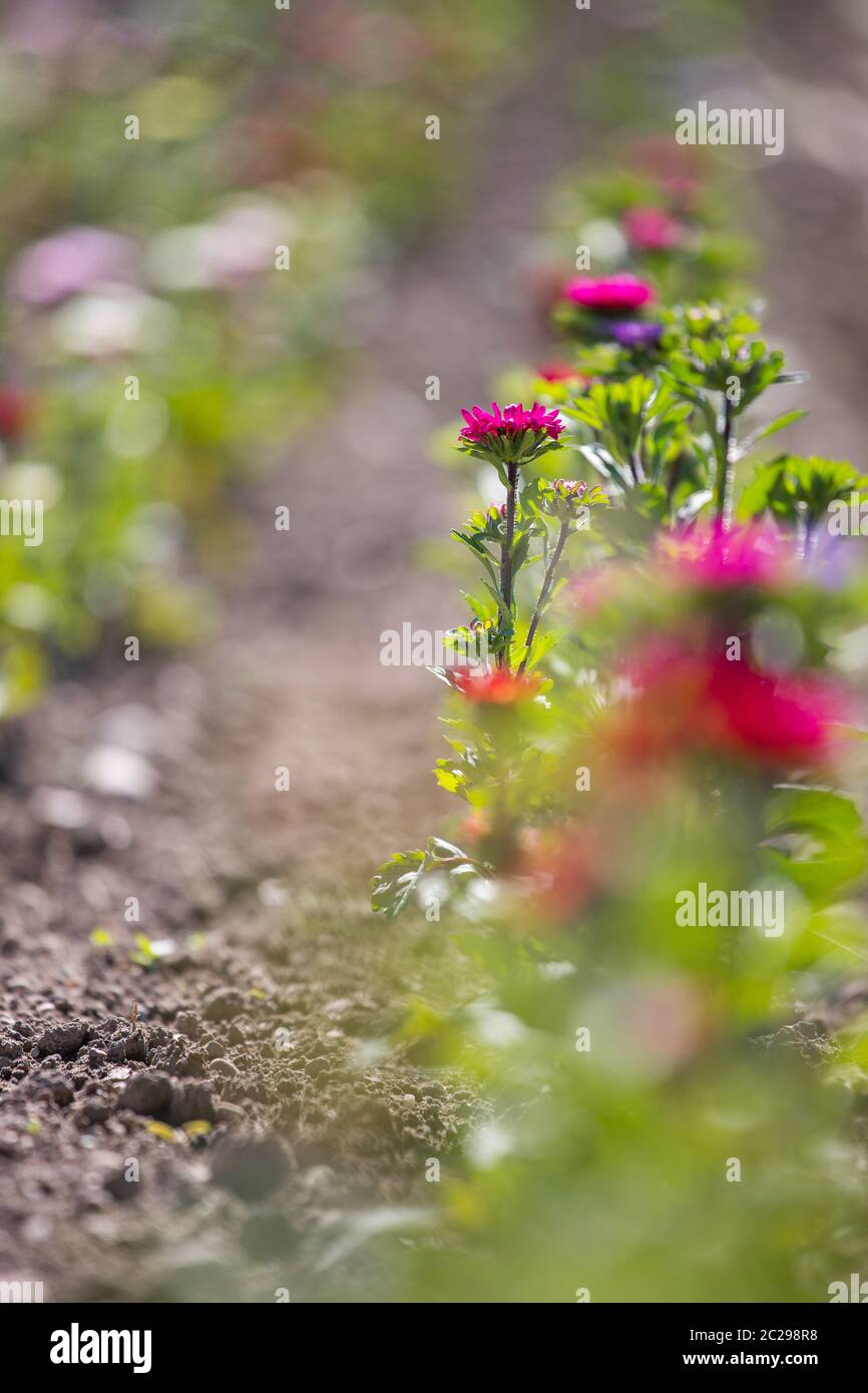 Beautiful flowers on a field, spring Stock Photo - Alamy