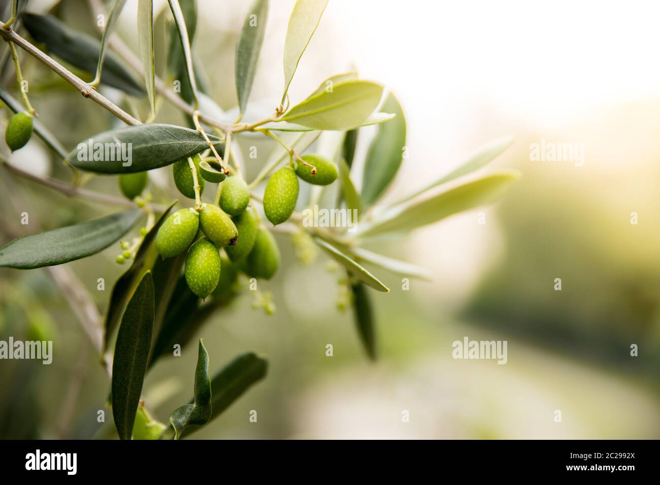 Olive Tree Garden High Resolution Stock Photography and Images Alamy