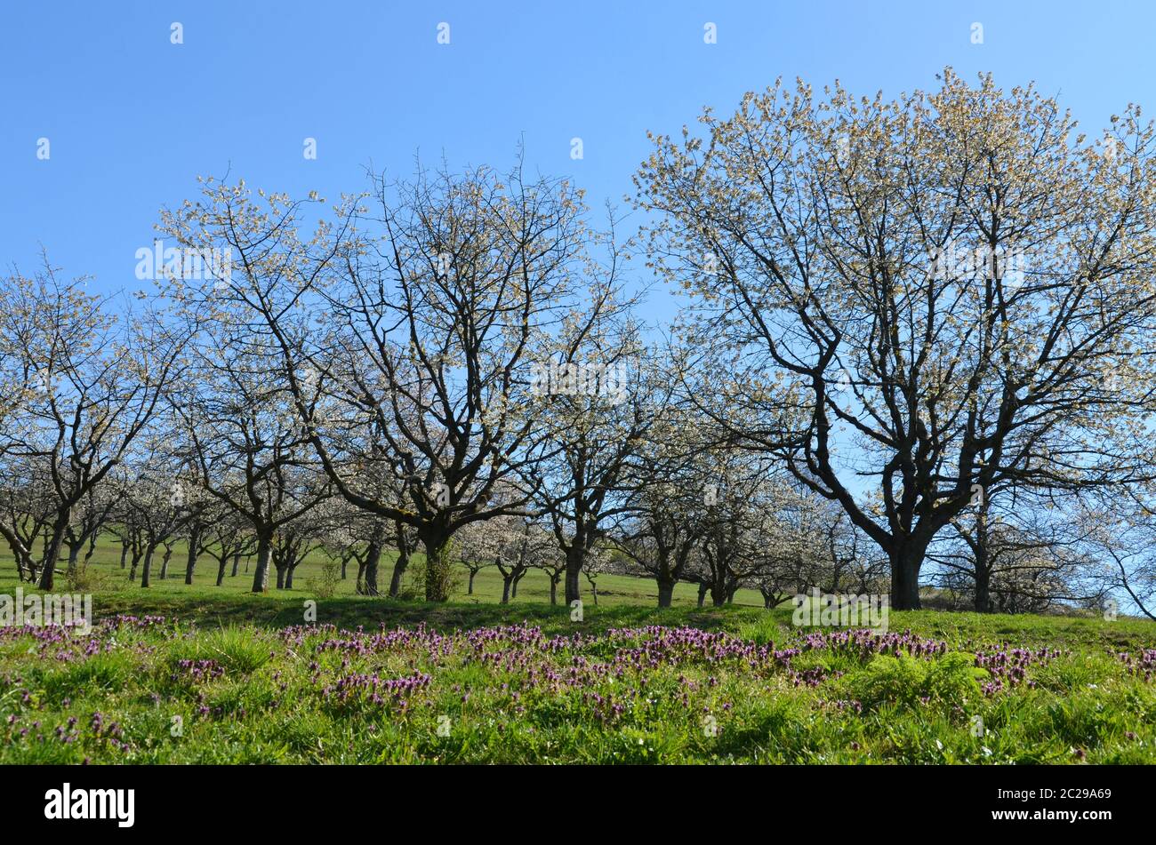 Blooming cherry orchards hi-res stock photography and images - Alamy