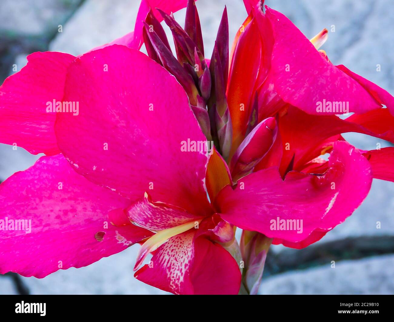 Red Canna Lily Closeup Macro Stock Photo