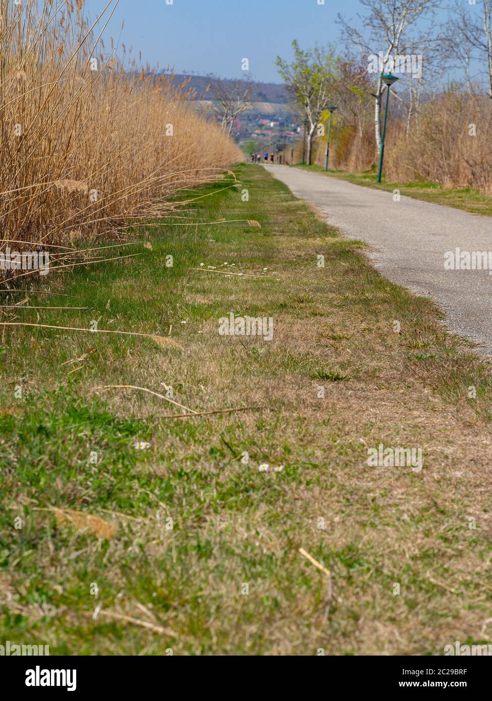 A path through the reed belt at Lake Neusiedl Stock Photo