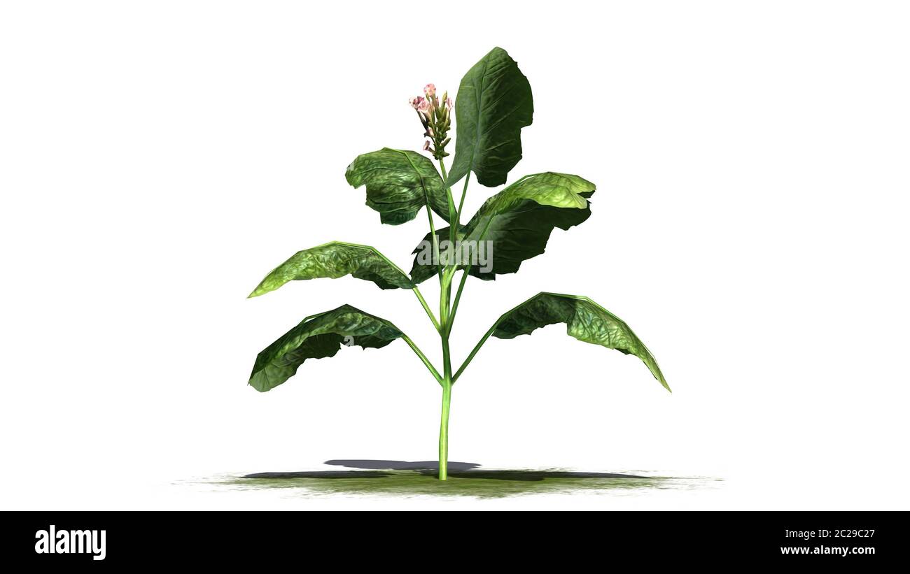 tobacco plant - isolated on white background Stock Photo - Alamy