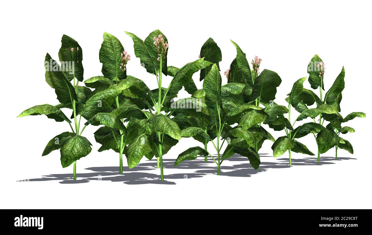 different tobacco plants Metabolomic and transcriptomic analyses reveal differences in fatty acids in leaves across cultivars and developmental stages | BMC Plant Biology Commonly Used Tobacco Types in