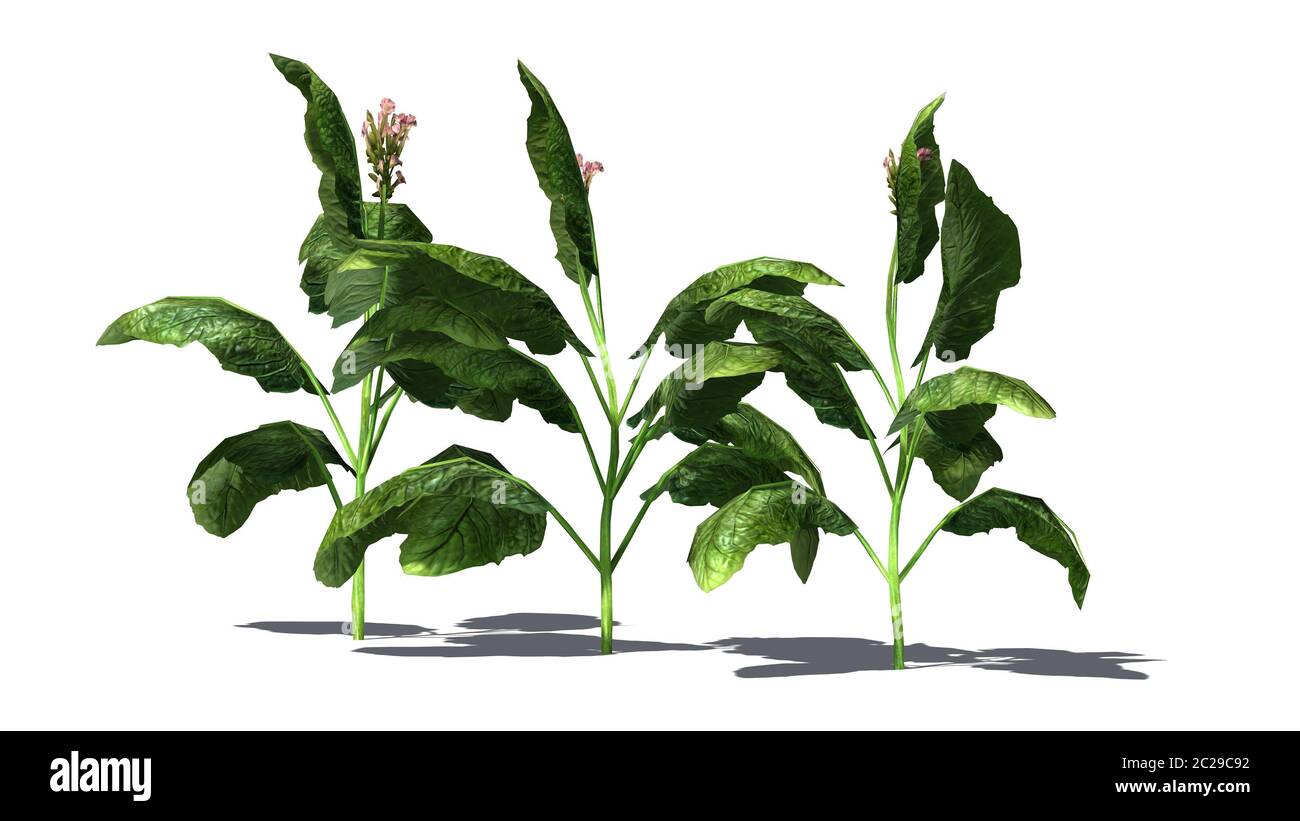 tobacco plant transparent Plants Farming Farm Leaves, Field, Row, Farming PNG Image and Clipart for Free Download Tobacco leaf isolated hi-res stock