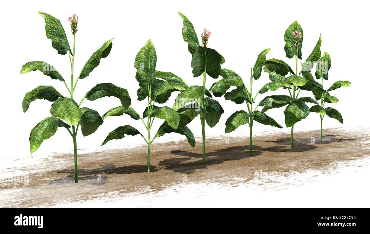 how old do you have to be to use tobacco Tobacco 21 Is the Law of the Land: Raising the Minimum Sales Age for All Tobacco Products to 21 how old do you have to be to use tobacco Tobacco 21 Is the Law of the Land: Raising the Minimum Sales Age for All Tobacco Products to 21