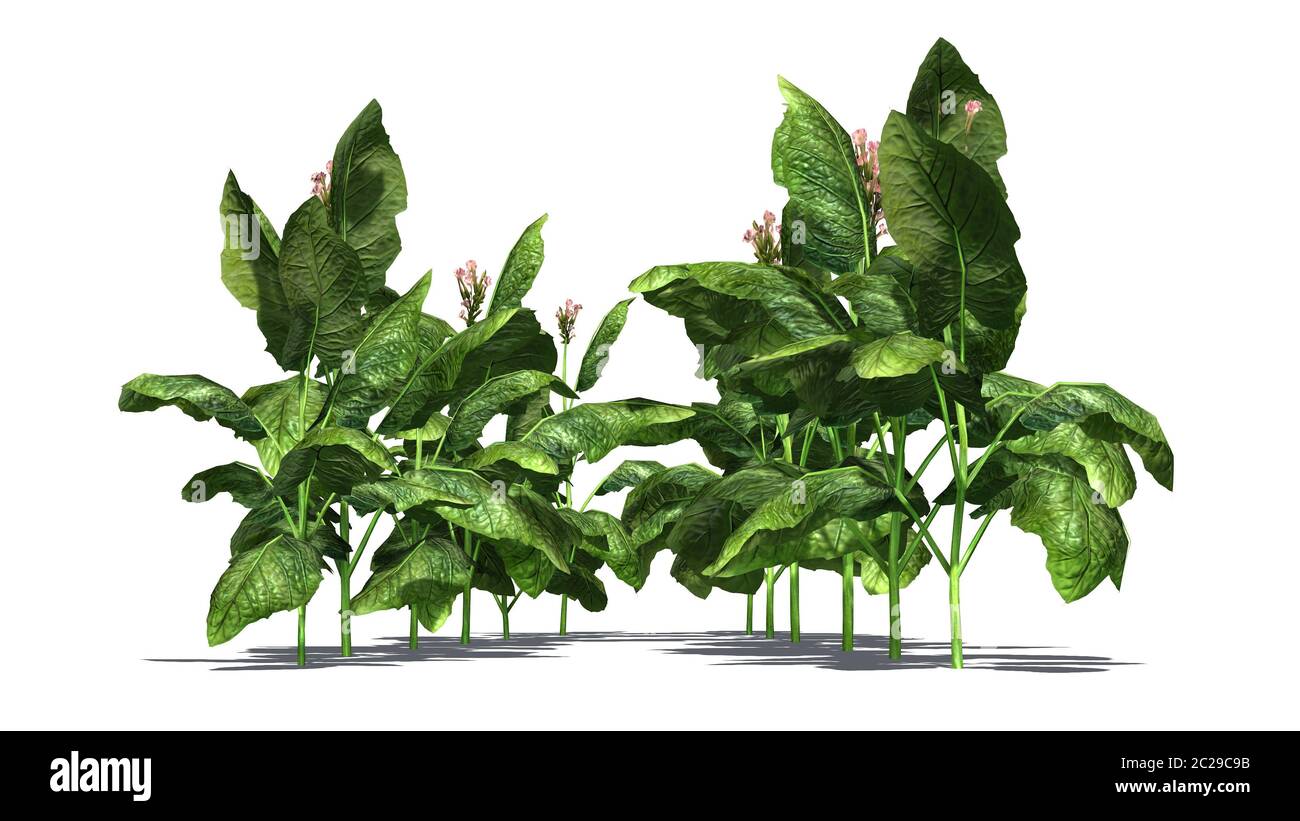 several different Tobacco plants - isolated on white background Stock Photo 
