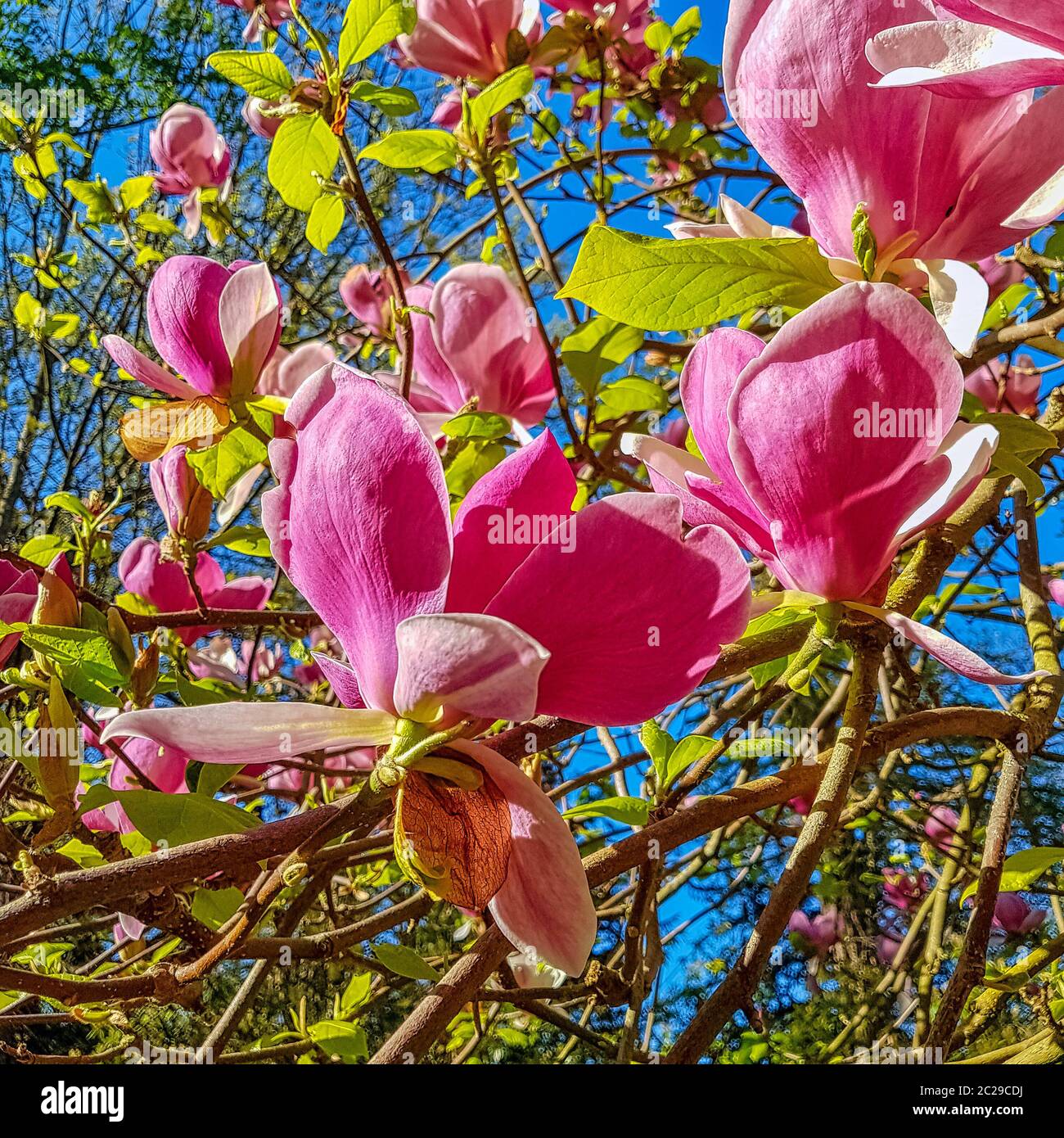 Blooming Saucer Magnolia (Magnolia x soulangeana) in British park Stock