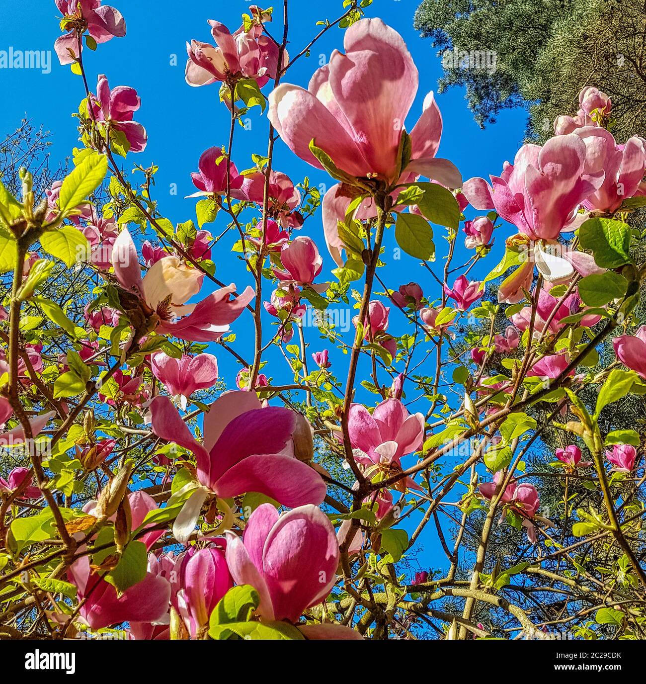 Blooming Saucer Magnolia (Magnolia x soulangeana) in British park Stock