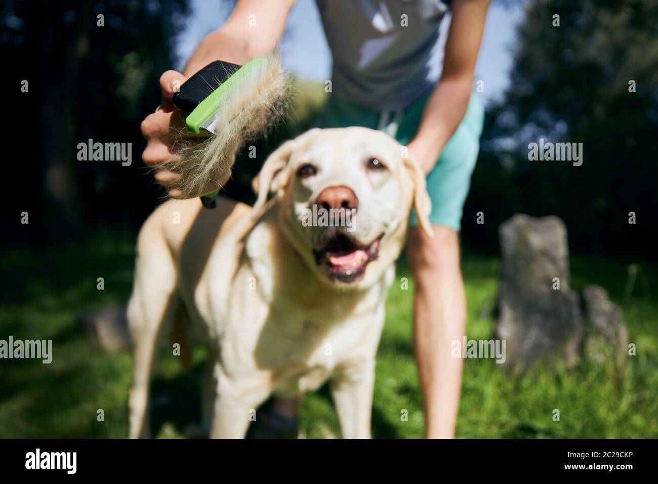 Grooming Dog High Resolution Stock Photography and Images Alamy