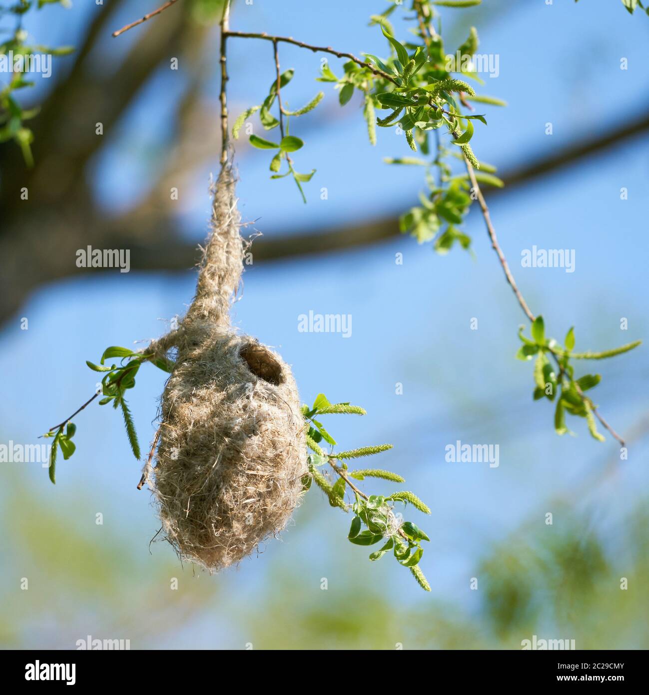 Nest of a Penduline Tit (Remiz pendulinus) in spring in a nature reserve near Magdeburg in Germany Stock Photo