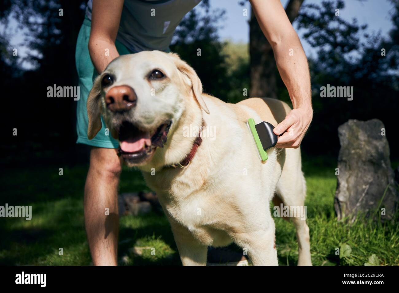 Routine dog care. Pet owner is brushing fur of his labrador retriever. Stock Photo