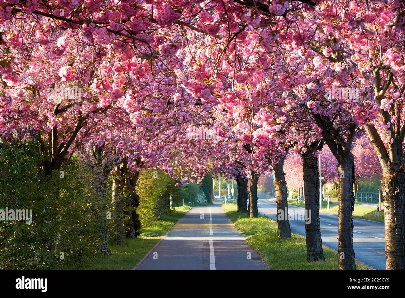 Avenue of blooming cherry trees in spring in downtown Magdeburg in Germany Stock Photo