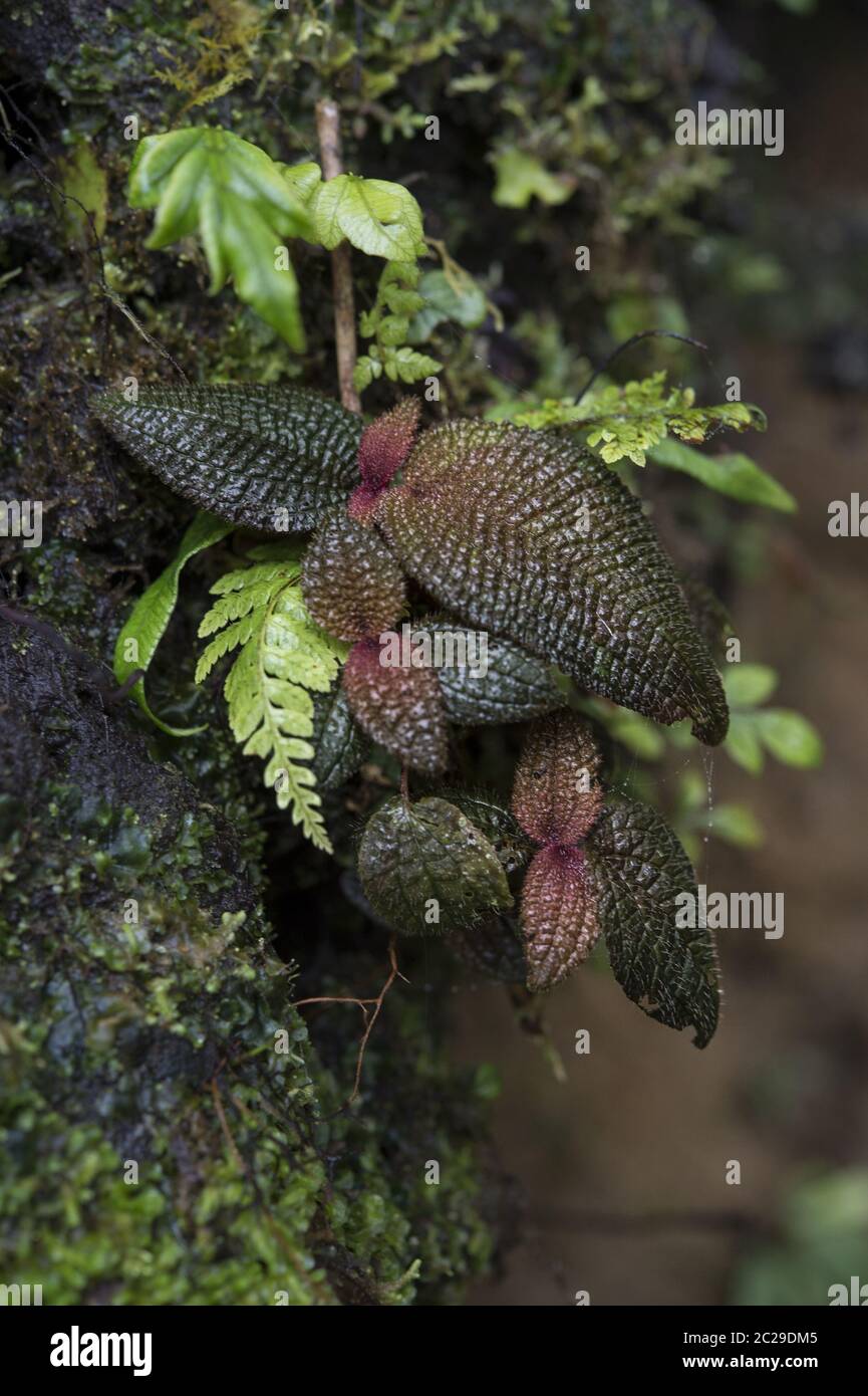 Epiphytes palnt, Triolena sp., Melastomataceae, Santa Elena Cloud Forest, Reserve, Costa Rica, Centroamerica Stock Photo