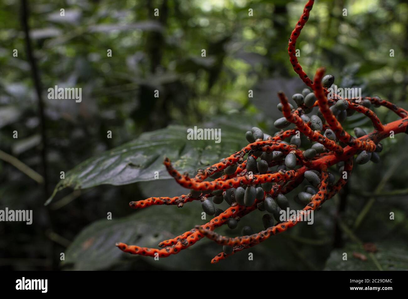 Friut of palm Chamaedorea costaricana, Arecaceae, Monteverde Cloud Forest Reserve, Costa Rica, Centroamerica Stock Photo
