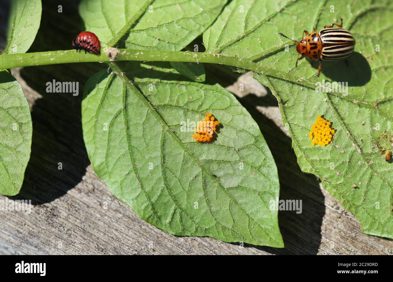 Colorado beetle with larva and eggs Stock Photo
