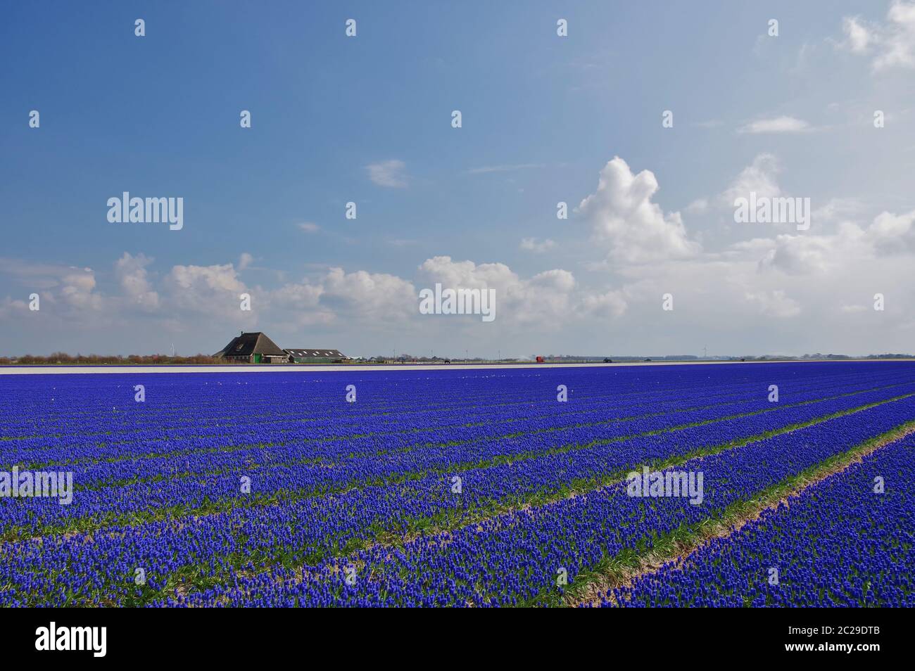 Hyacinth field in April, near Julianadorp, Province North Holland, The Netherlands, West Europe Stock Photo