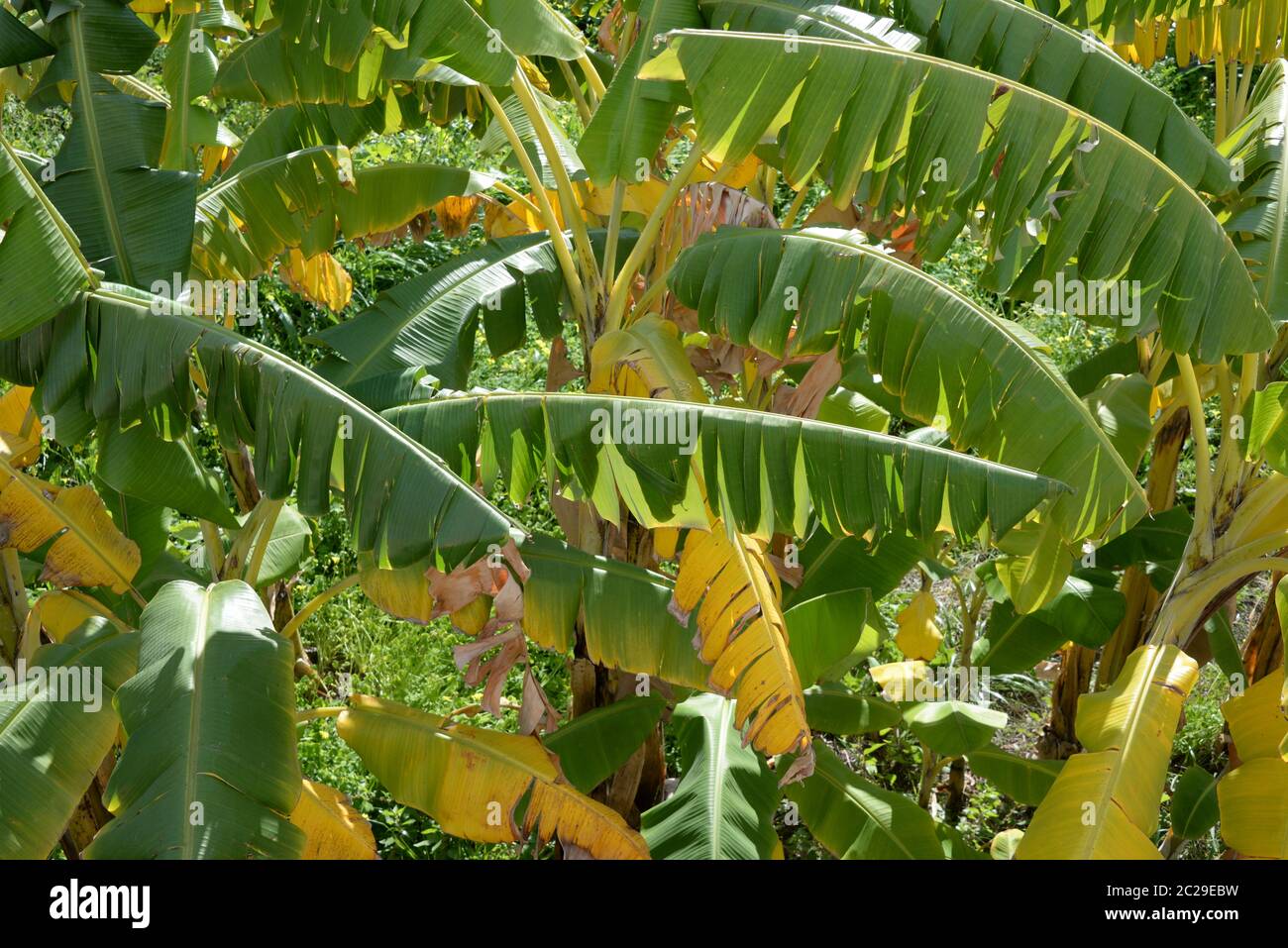 Banana tree in Spain Stock Photo