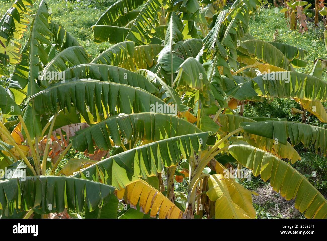 Banana tree in Spain Stock Photo