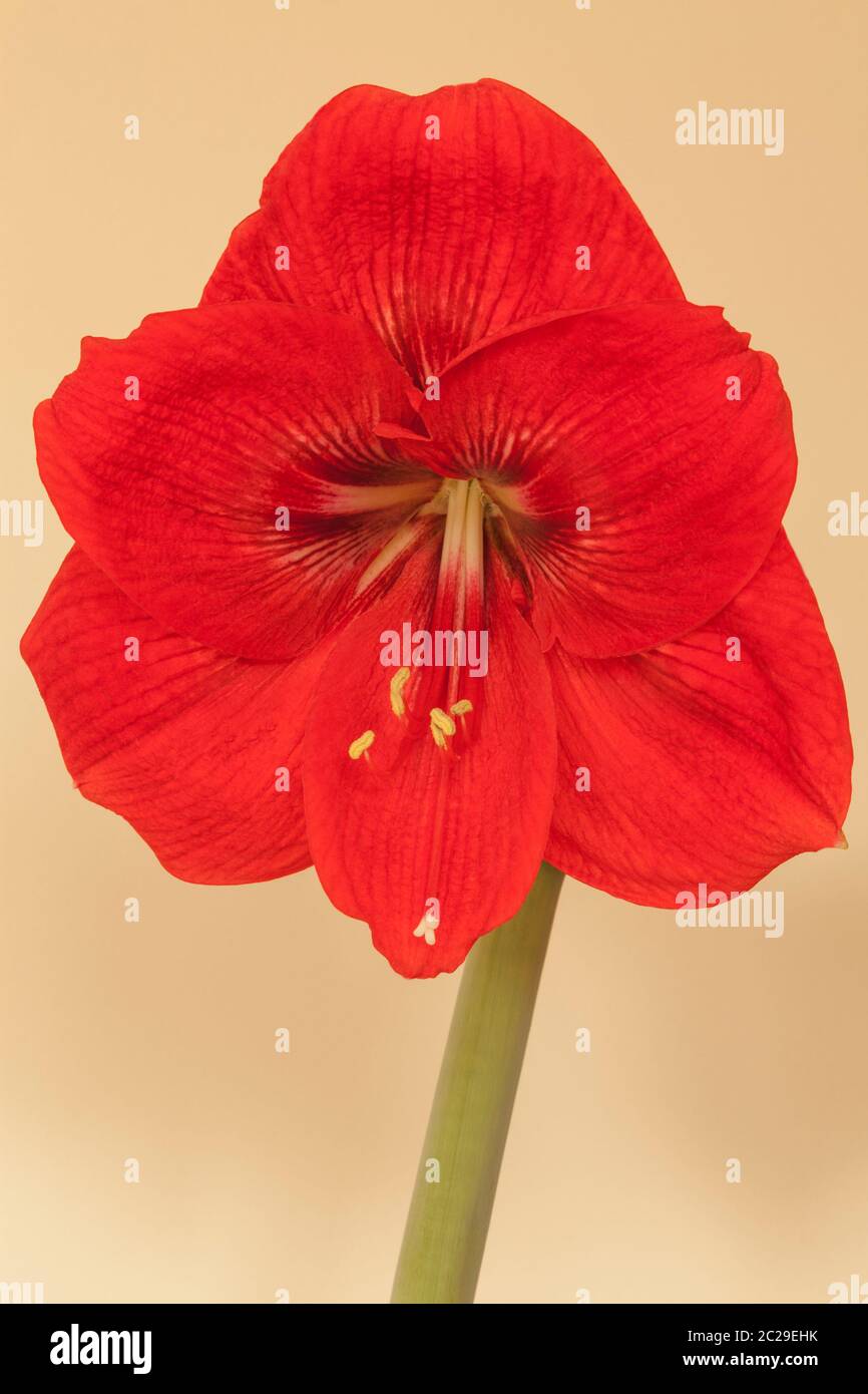 Amaryllis "Red Lion", Hippeastrum Stock Photo - Alamy