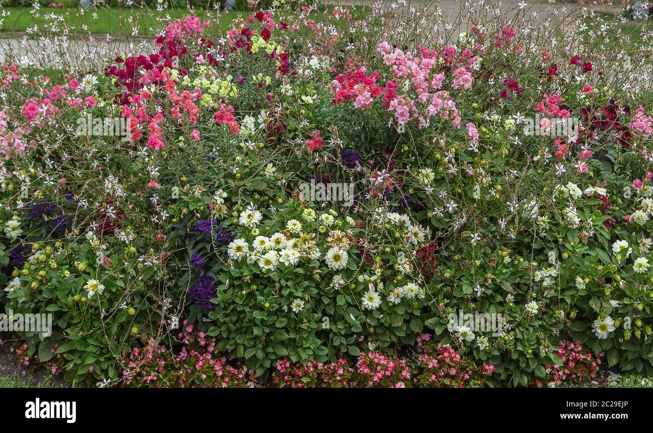 flower beds Stock Photo