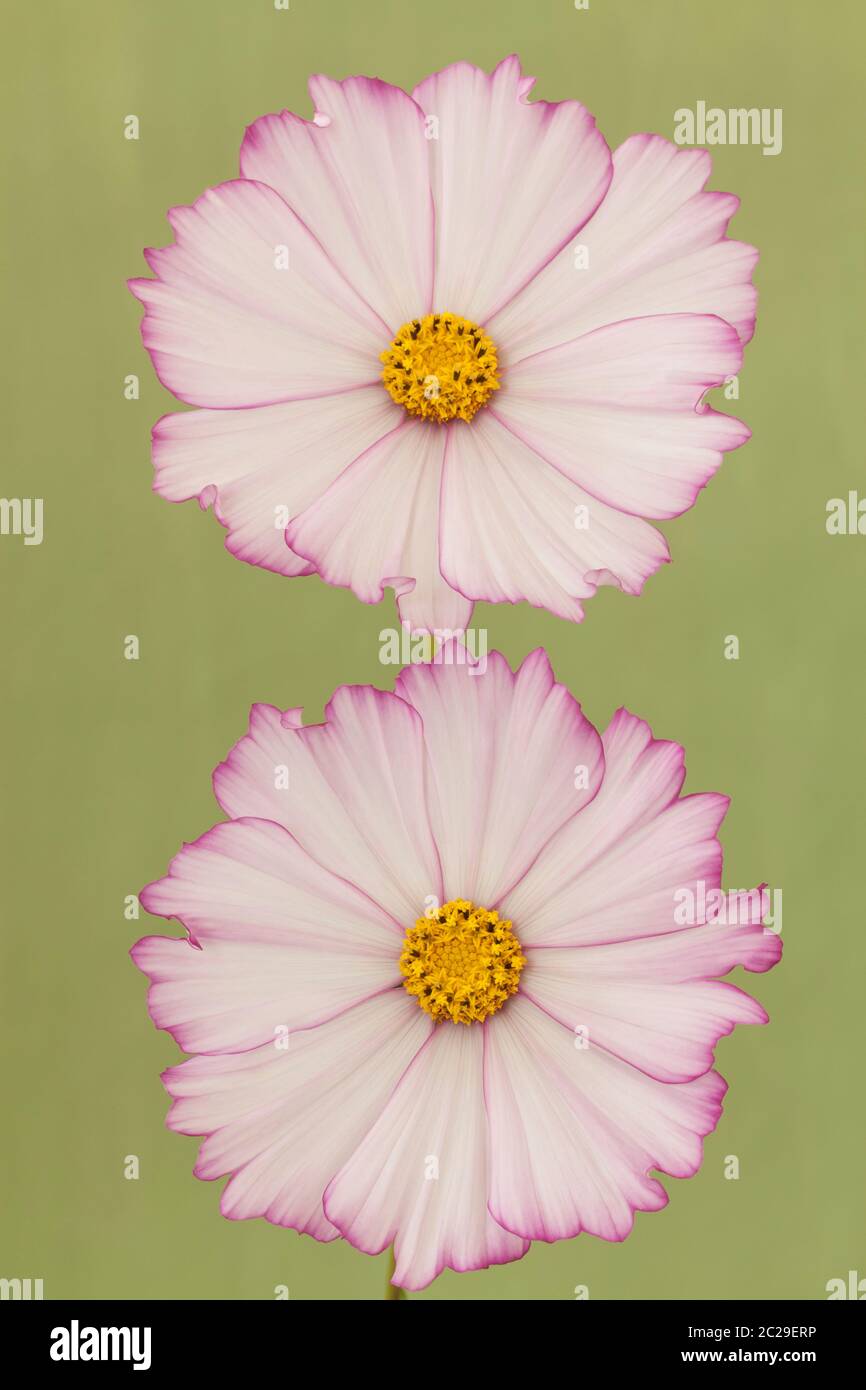 Cosmos picotee hi-res stock photography and images - Alamy