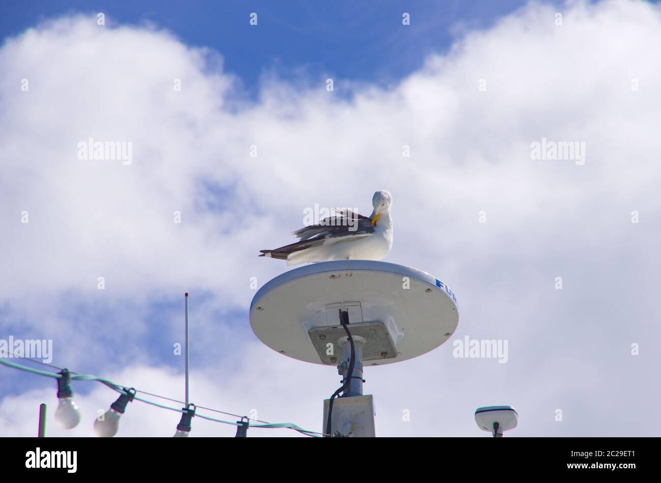 Eine große Silbermöwe sitzt auf der Satelitenschüssel einer Fähre vor Wolkenhimmel Stock Photo