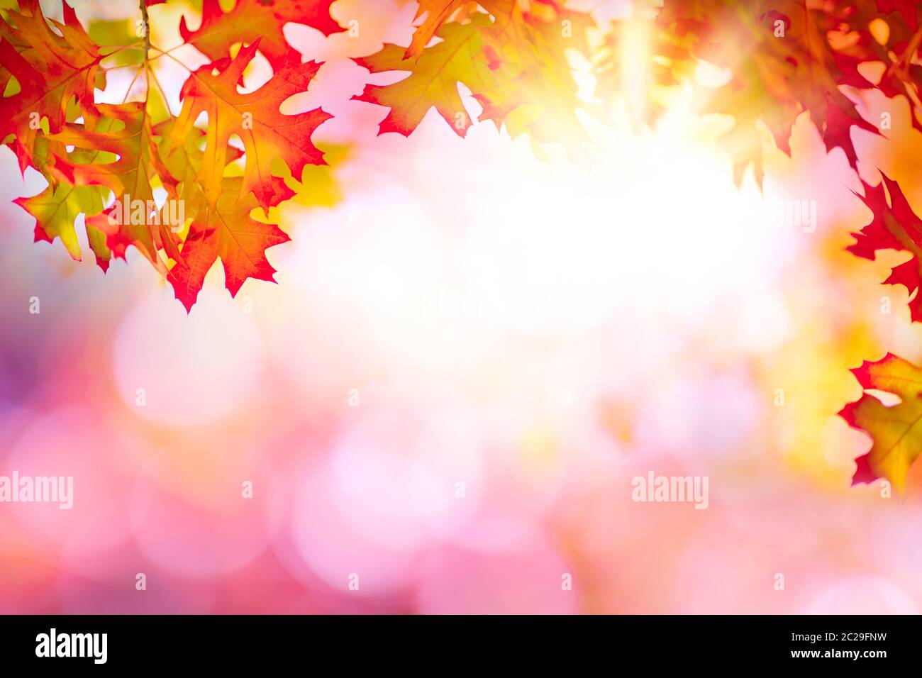 Autumn leaves sunny background Stock Photo
