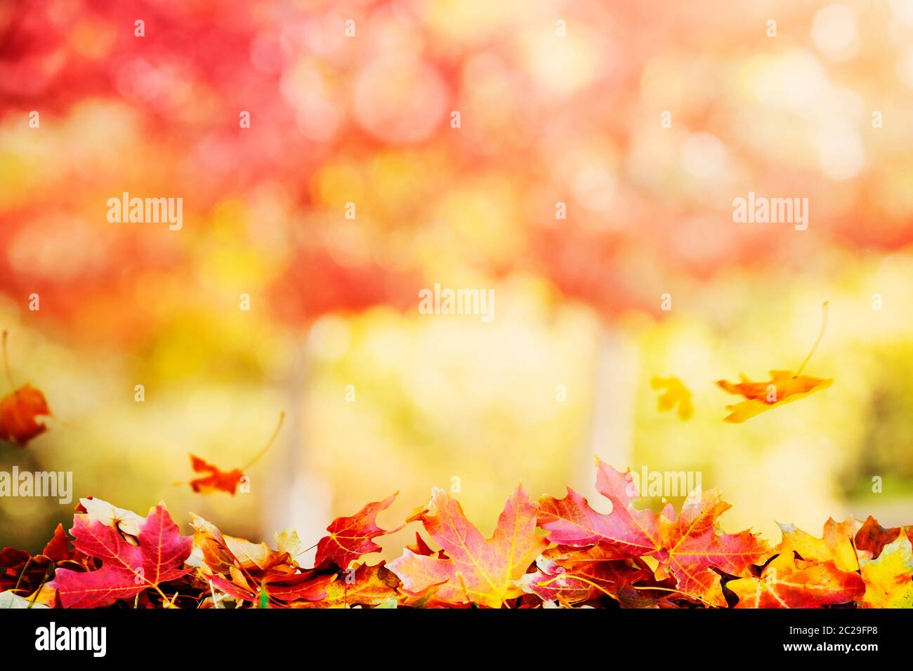 Autumn background with falling leaves Stock Photo