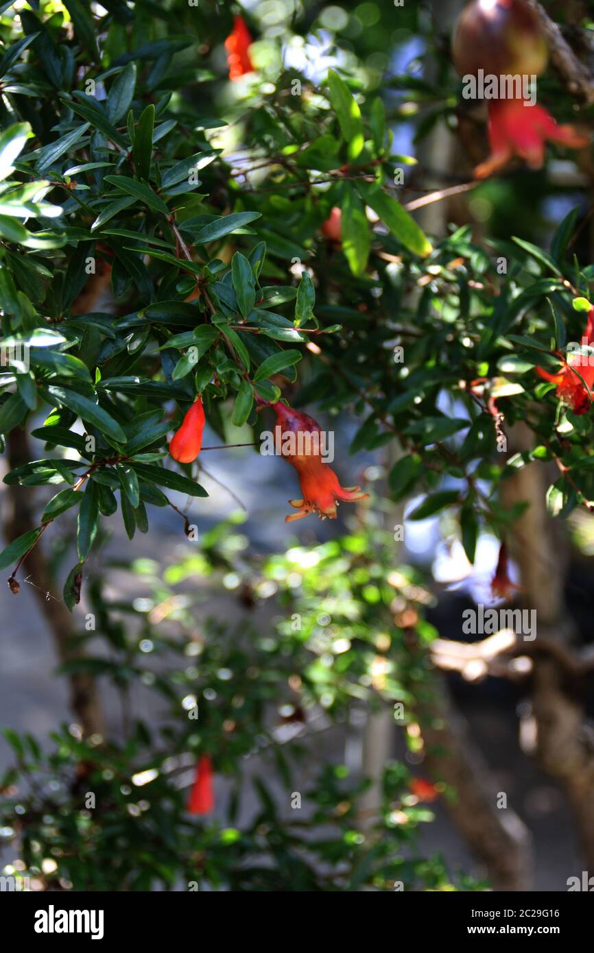 A pomegranate tree Stock Photo