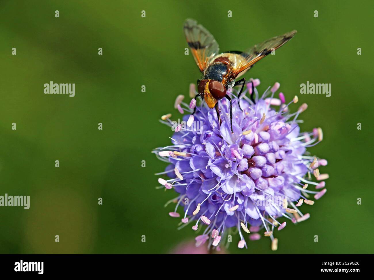 Forest hover fly Volucella pellucens on devil bite Succisa pratensis Stock Photo