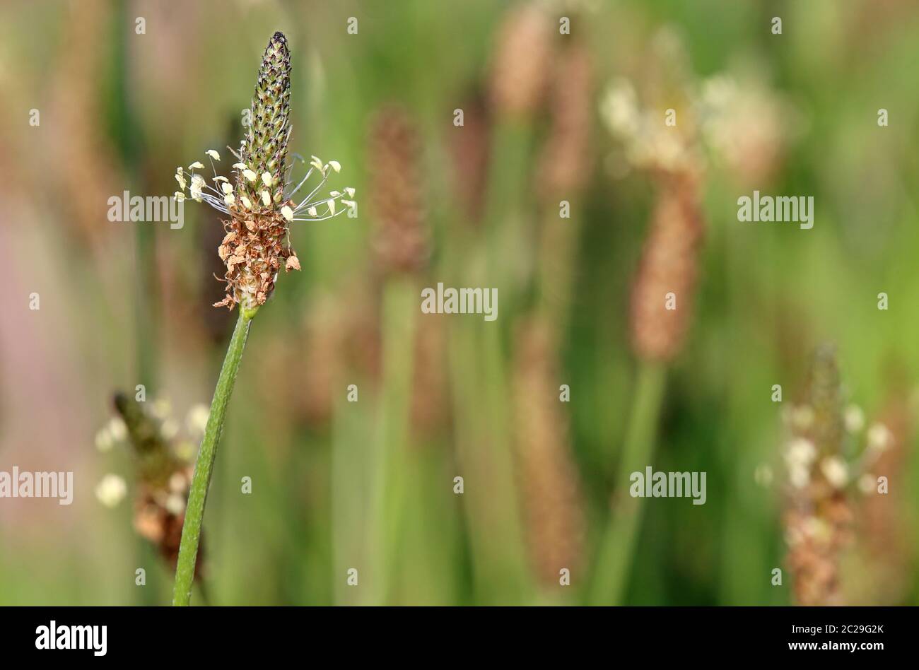 Spitzwegerich Plantago lanceolata Stock Photo