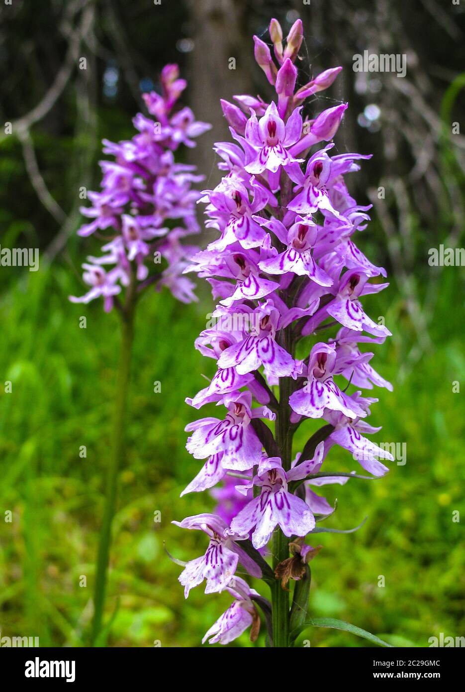 Spotted orchid on an alpine glade  Dactylorhiza maculata Stock Photo
