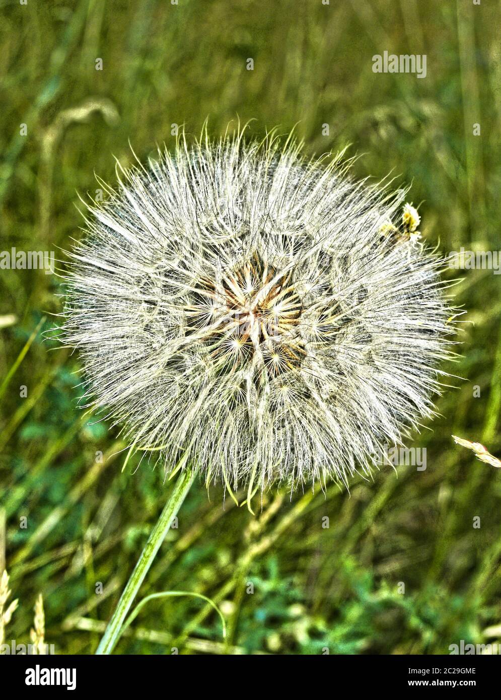 Wild salsify in a forest clearing in the Dahlen Heath  wild black root Stock Photo