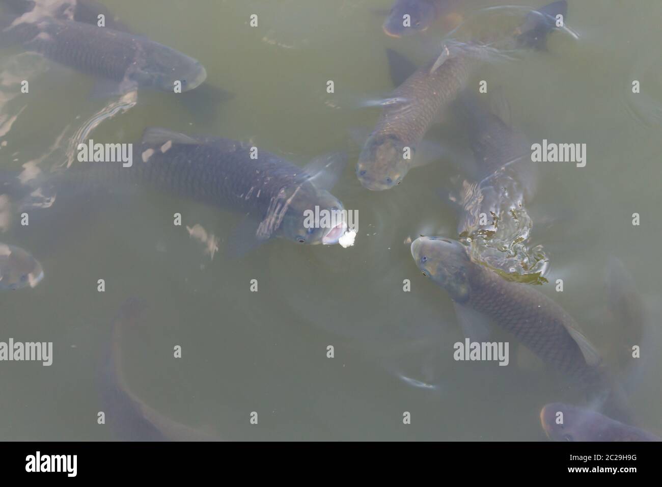 Carps eating bread in a lake Stock Photo