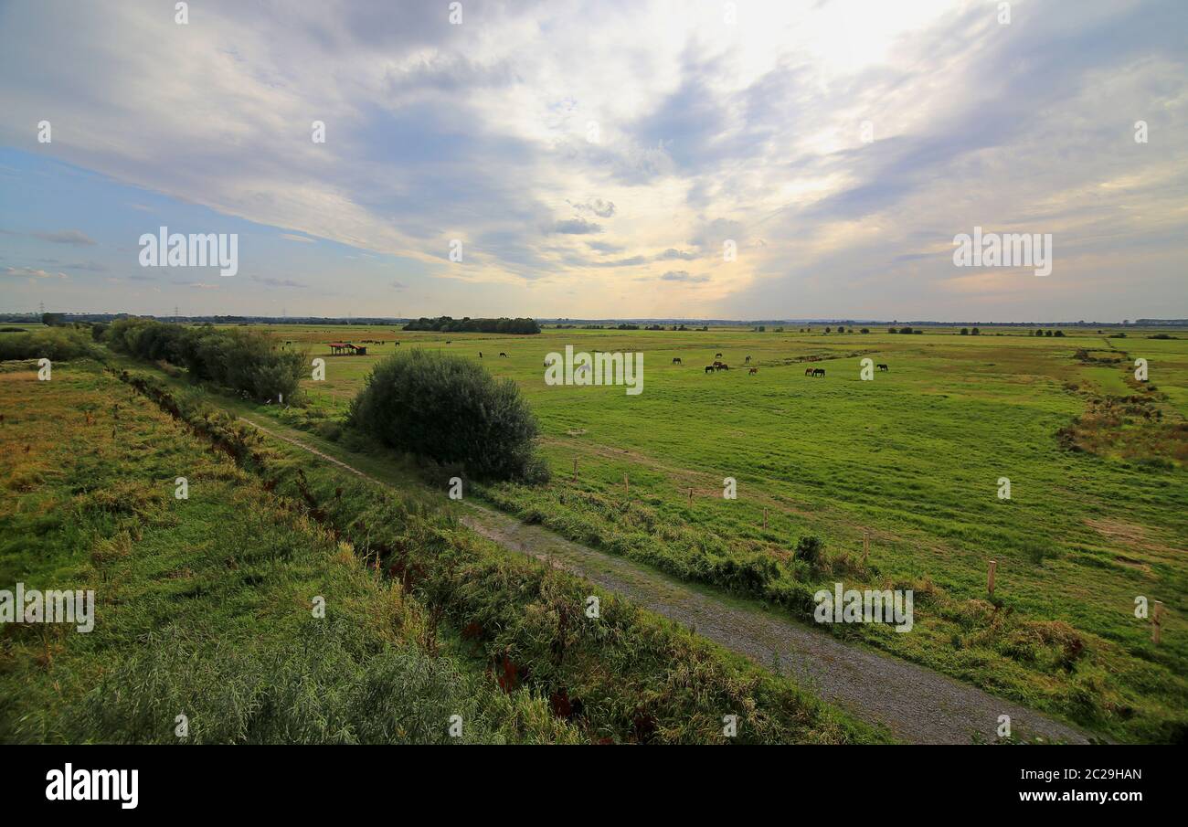 Horse paddock at the DÃ¼mmer in Lower Saxony Stock Photo