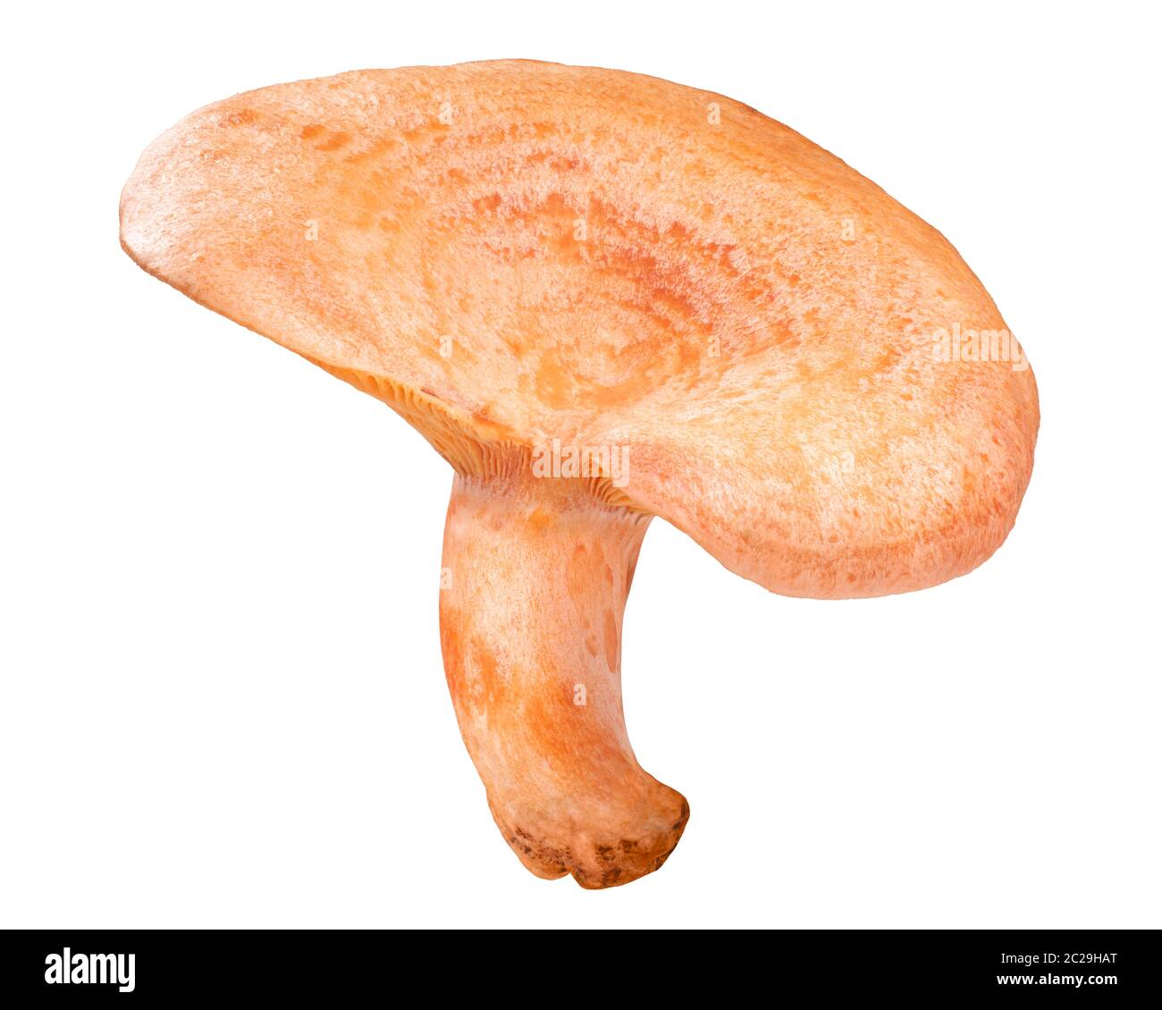 Saffron milk cap or red pine mushroom (Lactarius deliciosus fruit body), isolated Stock Photo