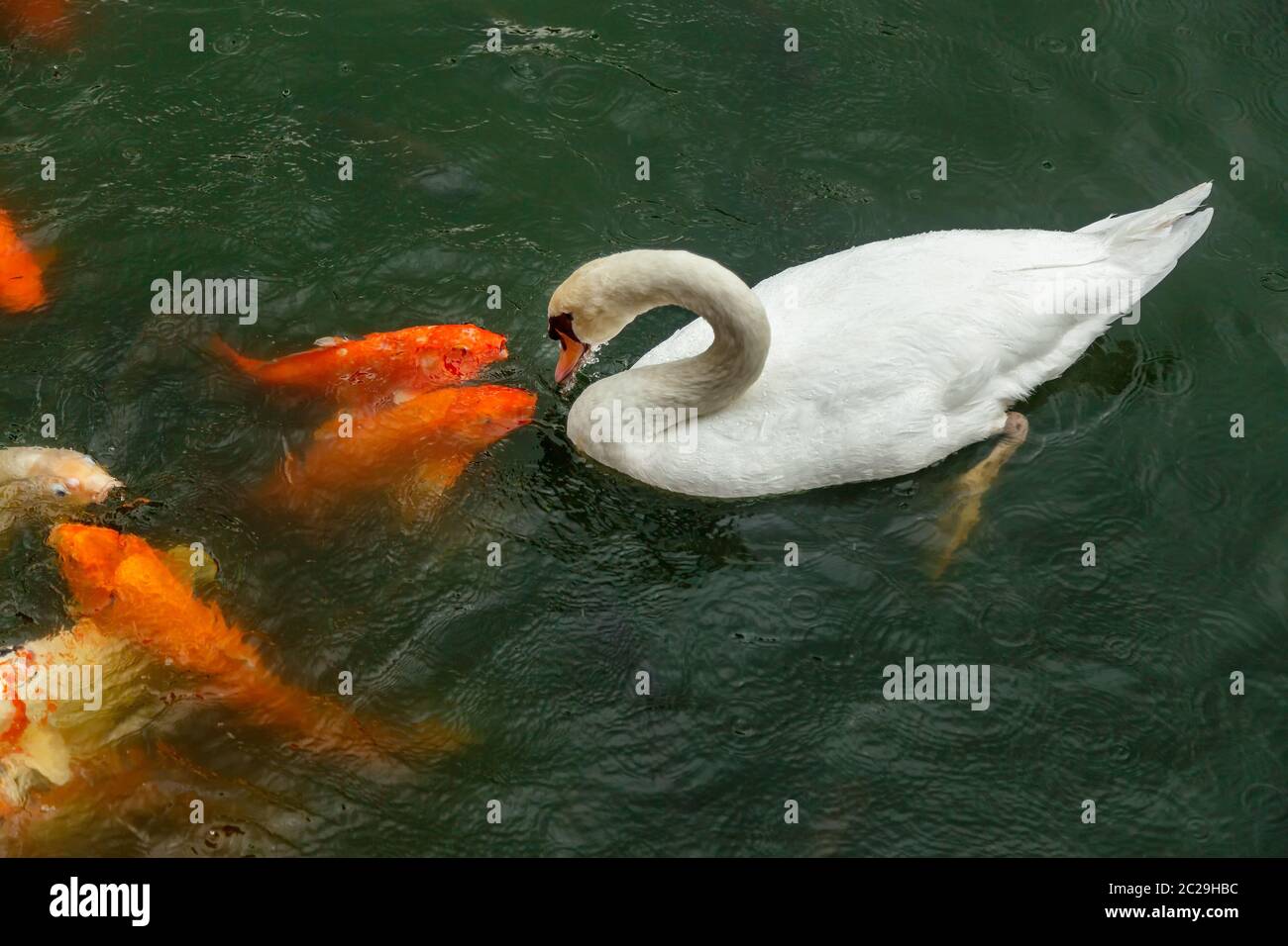 White swan and koi carps on the lake catching food Stock Photo