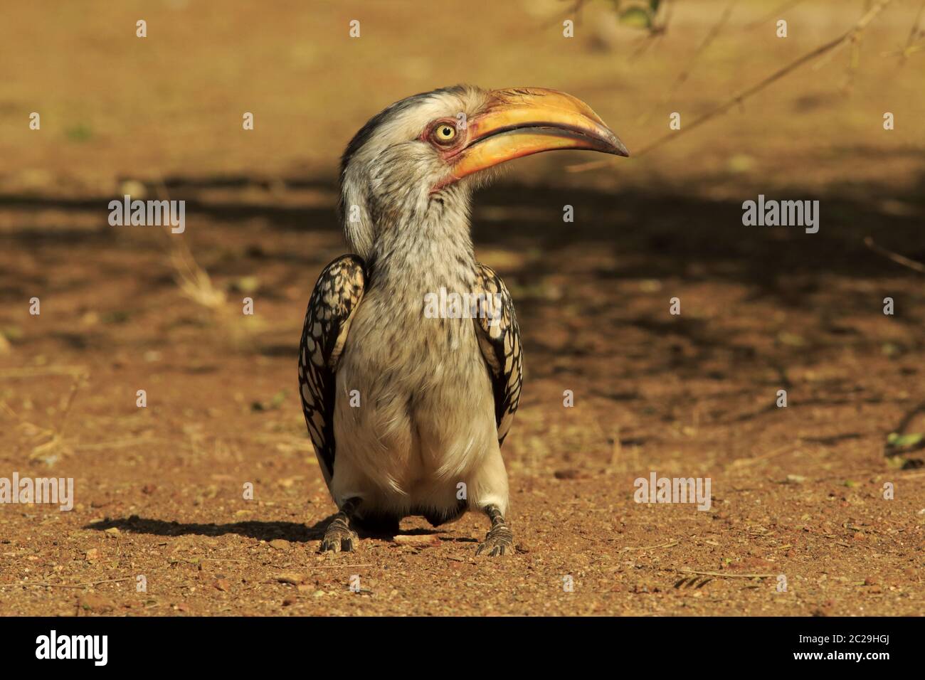 Eastern yellow billed hornbill Stock Photo