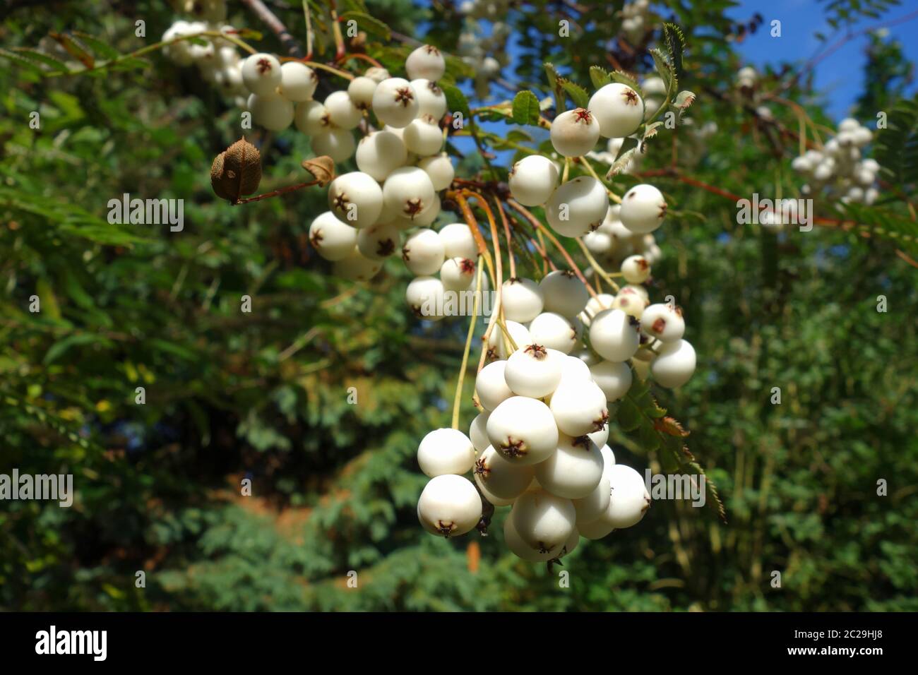 Sorbus fruticosa Stock Photo