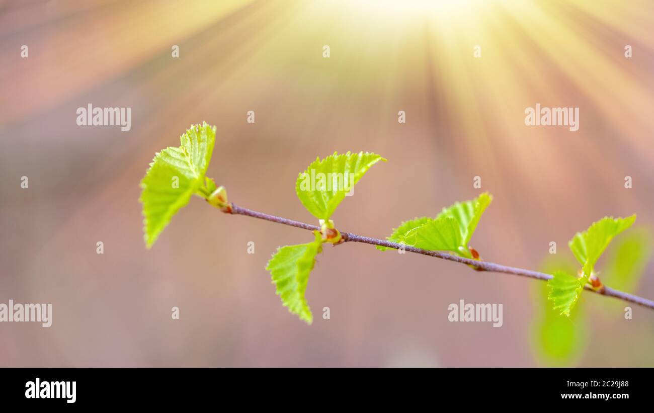 Spring bright background with birch leaves. Web banner, screen, mobile ...