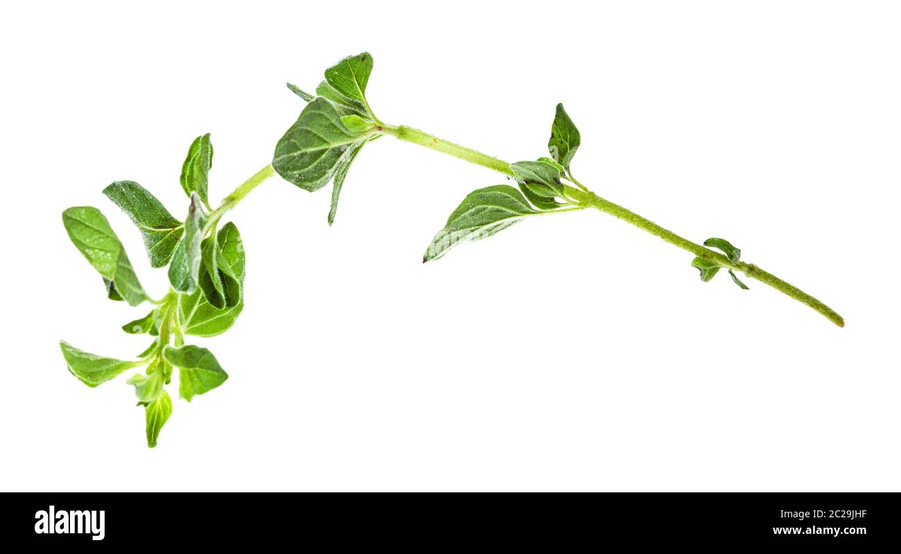 shoot of fresh Oregano herb isolated on white background Stock Photo